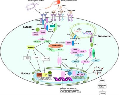 Regulation of inflammation and immunity in sepsis by E3 ligases